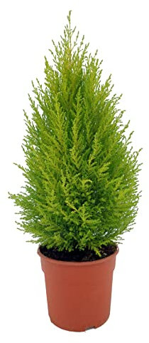 DECOALIVE Ciprés Amarillo Árbol Natural para Jardín y Terraza