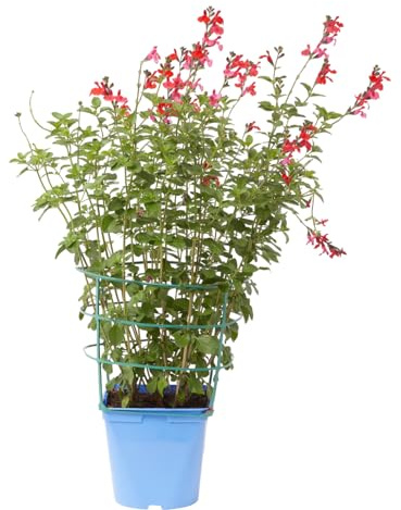 Verdecora Salvia en maceta de Ø15cm | Arbusto Natural de Exterior con Follaje Aromático | Ideal para Jardines, Bordes y Uso Culinario