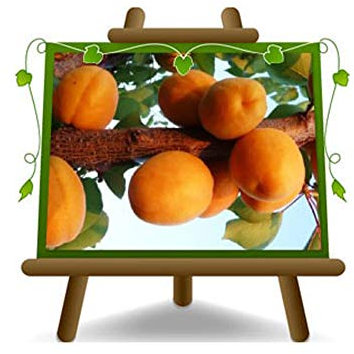 Abricot Sungiant - Plante fruitière greffée avec un myrobalan sur un pot de 20 - Arbre max 170 cm - 2 ans