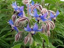 Borage Herb (100+ Seed Pack) - COOL BEANS N SPROUTS Brand - Non-GMO - Home Gardening
