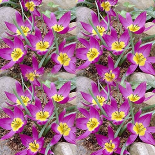 100 Pièces Graines de Tulipe, Graine de Fleurs Tulipes Vivaces, Graines Fleurs à Semer, Semences de Tulipes pour Le Jardin et Balcon, Facile à Cultiver, Croissance Rapide, Haut Rendement (Violet)