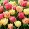Bulbi Di Tulipano - Tulipani Per Uno Splendido Giardino Primaverile | Resistente, Perenne, Coltivato Professionalmente-15 Bulbi-G