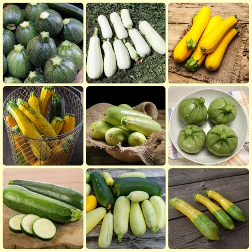 Semi di zucchina, Cucurbita pepo, semi di invernali da giardino 120pcs
