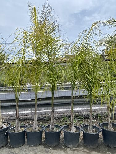 Cocos Plumosa o Palma Regina (Syagrus romanzoffiana) vaso 28 cm - Pianta sempreverde