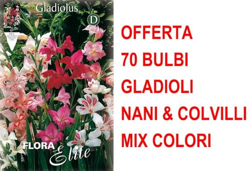 OFFERTA 30 BULBI GLADIOLI NANI & COLVILLI IN MIX DI COLORI BULBS