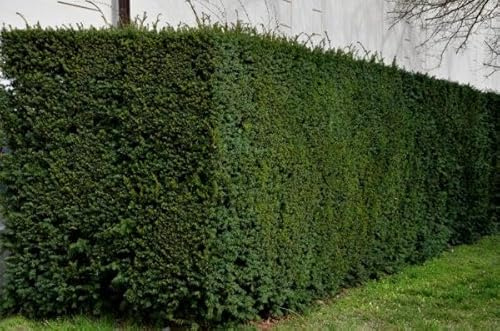25 Taxus media 'Hilli' 100-120cm ohne Ballen gemessen– Bechereibe | Immergrüne Heckenpflanze & Ziergehölz | Schnittverträglich, winterhart & pflegeleicht“ | Eiben | Heckenpflanzen | für ca. 6–7m Hecke