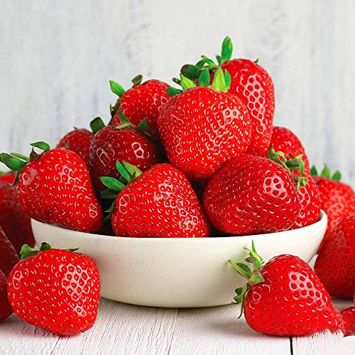 GardenersDream 10 x Strawberry Cambridge Favourite Plants - Fast Growing Bare Root Strawberry Plants - Ready to Plant Fruit Bushes for Gardens, Planters, Pots, Containers, or Baskets (5-10 cm)