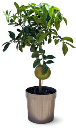 Attitude Jardin - Pamplemoussier - Pomelos - citrus paradisi - agrume méditerranéen - arbre fruitier - 75-85 cm - ⌀ 22 cm