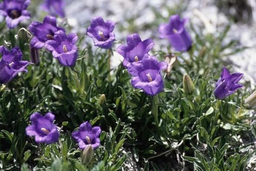 Campanule alpestris, couvre sol, rocaille, vivace