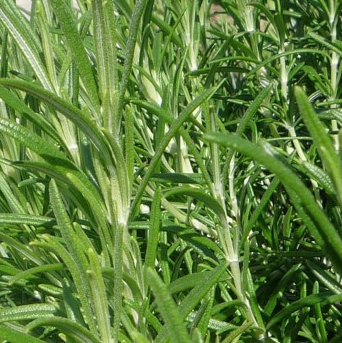 Rosemary Herb Plants (3 Plants) in 9cm Pots - Upright 'Miss Jessops' - Great for Use in The Kitchen