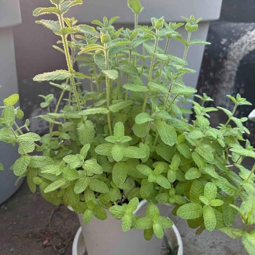 Semillas de menta de manzana, semillas de jardín silvestres semillas para verdes semillas para camas elevadas 600pcs