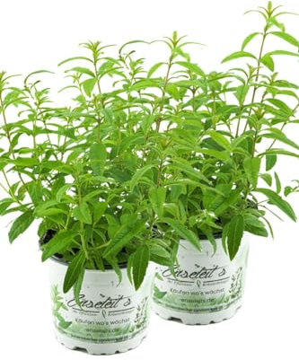 2er Set Zitronenstrauch, Zitronenverbene, Aloysia citrodora, Kräuter Pflanze