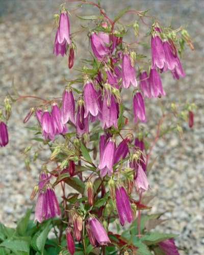 Campanula punctata 'Rubriflora' 9x9 cm Topf – Winterhart, Mehrjährig, Pflegeleicht – Gefleckte Glockenblume – Staude für Beet & Rabatte