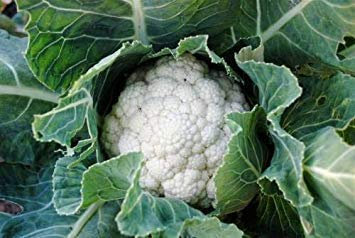 cavolfiore semi (25 per confezione):Semi