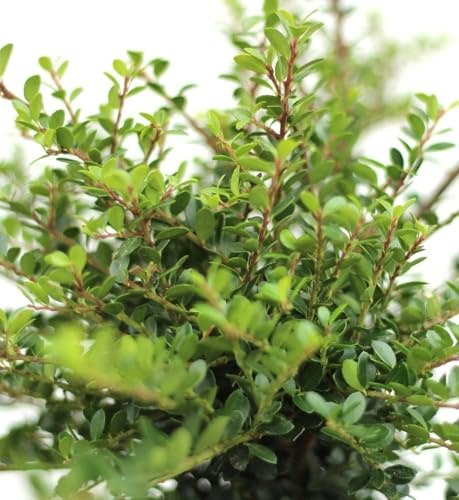 10 acebos japoneses Ilex Crenata Edens Paradise 15-20 cm resistente al invierno