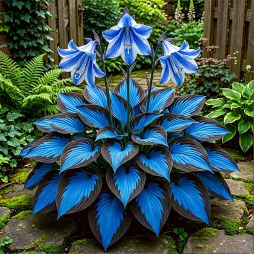 Hosta resistente a la sombra para jardines - Decoración de bordes - Relleno de esquinas-4 piece-C