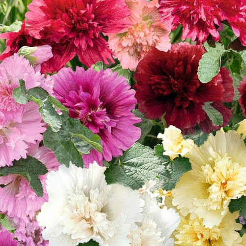 Eden Brothers Hollyhock Seeds (Dwarf) - Queeny Mix, Non-GMO Seeds for Planting, Packet | Low-Maintenance Flower Seeds, Plant During Spring or Fall, Zones 1, 2, 3, 4, 5, 6, 7, 8, 9, 10, 11, 12