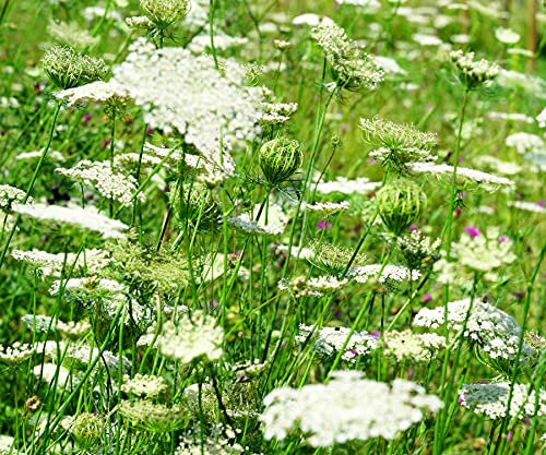 Wilde Möhre – Daucus carota subsp. carota – Zweijährige Wildpflanze – Kaltkeimer, Lichtkeimer – 1000 Samen