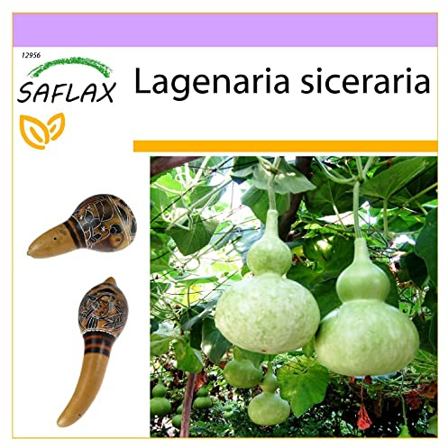 SAFLAX - Afrikansk Jätte Kalabas - 15 Frön - Lagenaria siceraria