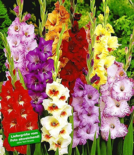 BALDUR Garten Gladiolen-Mischung, 50 Zwiebeln Gladiolus Mix