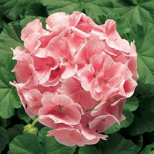 15 graines zonal geranium Ringo 2000 saumon clair Graines de Géranium