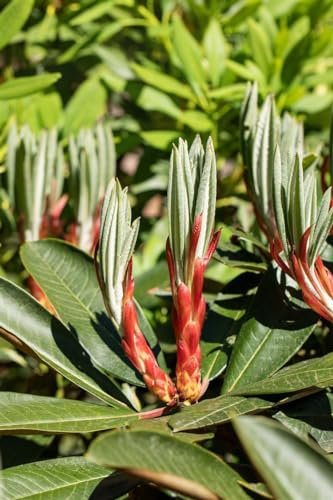 Rhododendron Hybr. traillianum 70-80 cm - Rhododendron, weiße Blüten, Blütezeit April-Mai, ideal für Halbschatten, immergrün, winterhart
