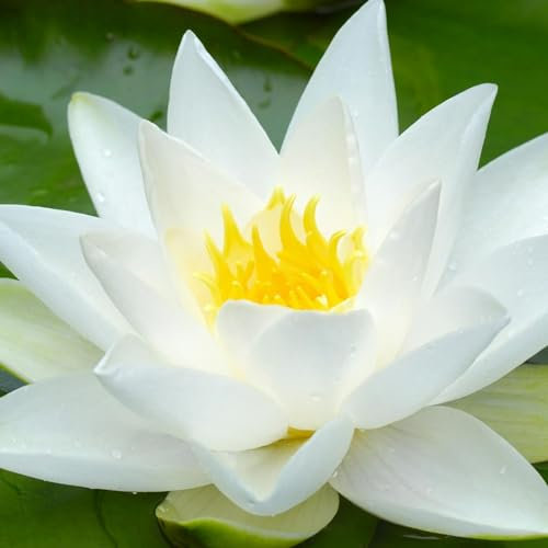Carbeth Plants - Water Lily - Nymphaea 'Gladstoniana' - Aquatic Marginal Pond Plant in 11cm Pot - Large White Flower - Ready to Plant