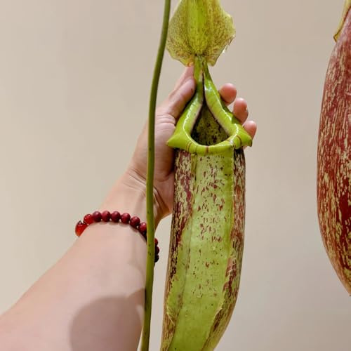 nepenthes - carnivora rampicanti sospese Carnivoro resistenti in vaso da appartamento che purificano l'aria sospese decorazione recinzione viticci 60semi