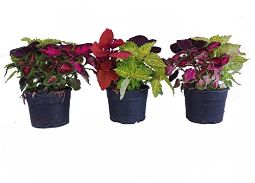 Coleos - Pack 3 Plantas Diferentes - Solenostemon Cóleos Plantas Exterior e Interior