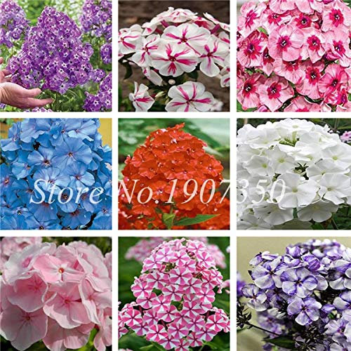 Misto Phlox Fiore Semente 120 Pz Pianta Phlox Fiore Phlox Drummondii Così rara ezza Il tuo giardino: misto