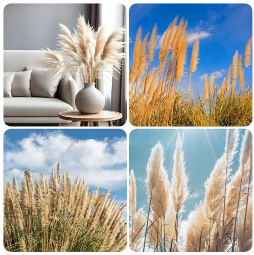 200 pcs pampasgras samen winterhart, ziergräser winterhart, stauden winterhart mehrjährig (Cortaderia selloana) samen geschenk, blumengarten gartensamen, kübelpflanzen winterhart gräser