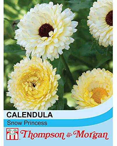 Calendula Snow Princess Hardy Annual English Marigold Seeds (50 Seeds) by Thompson and Morgan