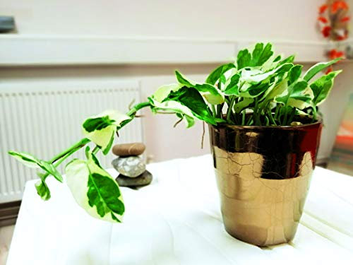 Easy Plants 1 Devil's Ivy Golden Pothos Ivy Arum @ Gold Ceramic Pot Silver Top Dressing