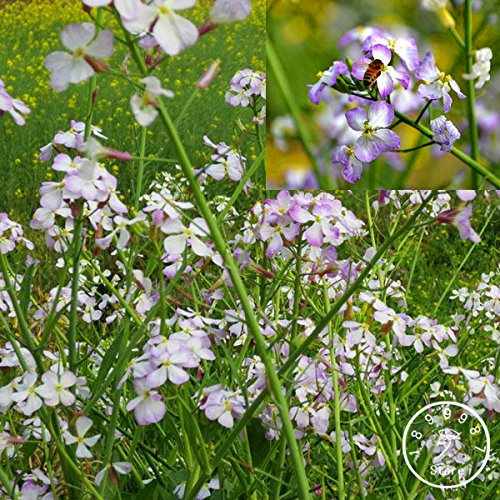 Radicchio Rosso, frutta e semi di ortaggi Xinlimei, Binsai piante da giardino, molto famoso in Cina, Circa 50 pc/pacchetto, 2721JR