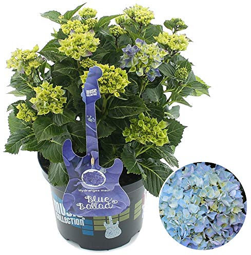 Hydrangea Blue Ballad Garden Shrub | Deciduous Vibrant Potted Plant | 1.5-2.5ft