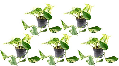 5er-Set Efeutute - echte Zimmerpflanze, Epipremnum aureum - Höhe ca. 15 cm, Topf-Ø 12 cm