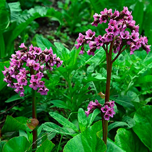 Bergenia Bressingham Ruby - Pianta di orecchie di elefante | Perenne da giardino sempreverde