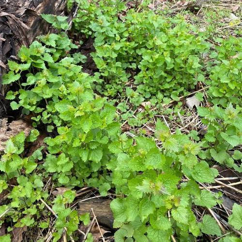 semi di senape all'aglio - campo giardino cucina appartamento balcone biologici 500pcs