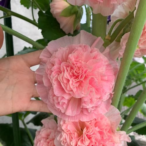 semillas de malva real exterior en jardín rocas interior exóticas Decoraciones balcón variedades orgánicas tradicionales 100pcs