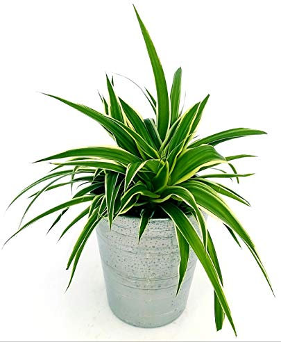 POWERS TO FLOWERS - CHLOROPHYTUM, FALANGIO IN VASO CERAMICA ARGENTO, vaso 13cm, pianta vera