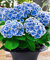 Sump 10 SEMILLAS nuevas piezas de flor de la azalea para el azul del cielo hermosa jardinería