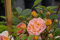 Kletterrose Ghislaine de Feligonde® - Rosa Ghislaine de Feligonde® - gelborange-apricot - Duft+ - Ramblerrose