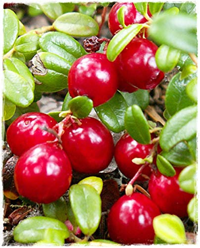 Plante de myrtille rouge américain à fruits géante 'Pilgrim' en pot Ø 14 cm H 20/30 cm