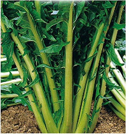 5000 C.ca Semi Cicoria Catalogna Frastagliata Sel. Esportazione - Cichorium intybus - In Confezione Originale - Prodotto in Italia - Cicorie - CG001