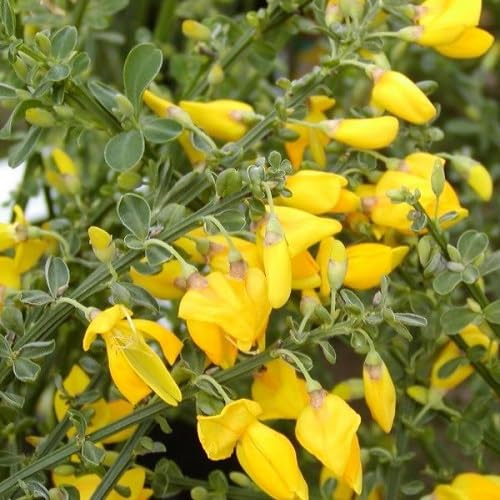 2 X Elfenbein-Ginster/Cytisus Allgold | Kleinstrauch und Winterhart - Gelb - 2 Mehrjährige blühende Pflanzen | 2 x 1,5 Liter Topf