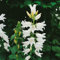 Campanula latifolia var. macrantha ca. 9x9 cm Topf - Breitblättrige Glockenblume, violette Blüten, Blütezeit Juni-August, ideal für Rabatten, pflegeleicht
