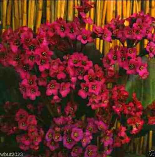 Bergenia SEMI-RED-AKA Cuore Foglia Bergenia Pig Squeaky, Rustiche a Zona 3