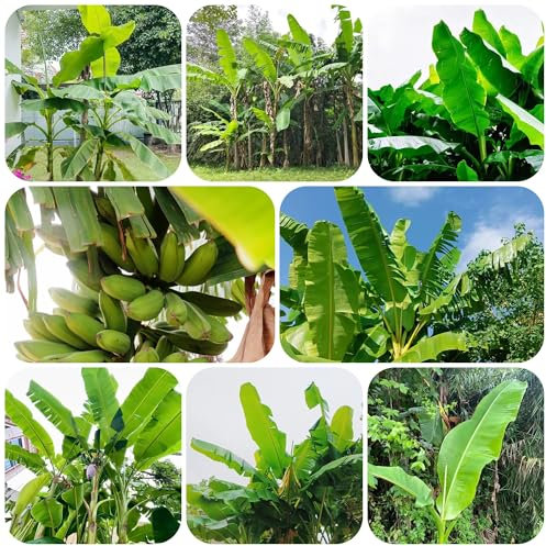 bananenbaum pflanzen - samen - Seltene pflanzen serie - balkon deko obst samen obst frisch balkon pflanze obstbaum winterharte stauden mehrjährig bananenpflanzen bonsai baum bäume 160pcs