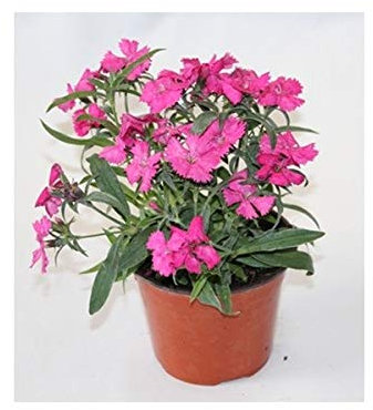 Clavel Mondrian (maceta 13 cm Ø) (Rosado)