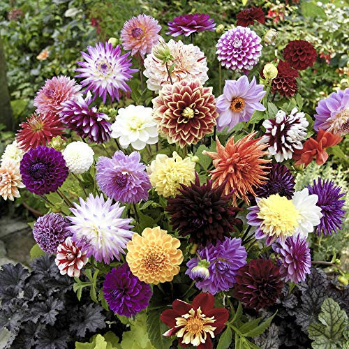 YouGarden - 10 x Mixed Dahlia Tubers - Mixed Decorative Pack of 10 Dahlias for Gardens Ready to Plant Out Plants